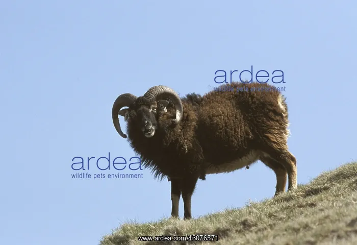 : Soay aries on Hirta Island Scotland : Soay aries on Hirta Island Scotland