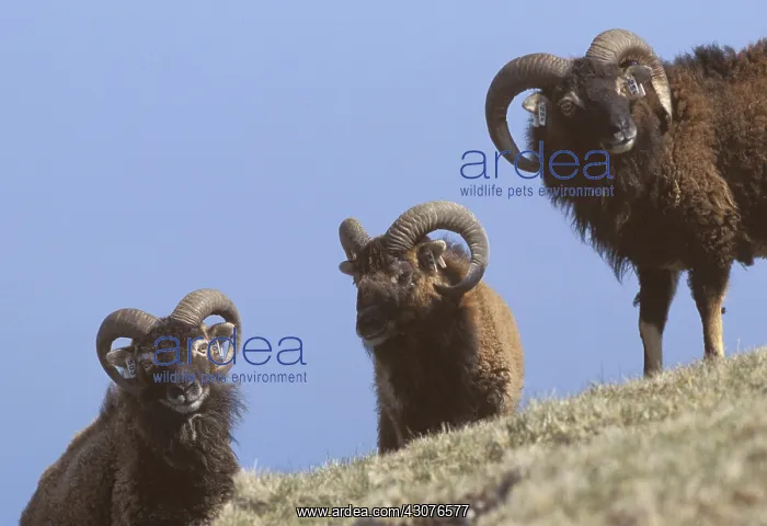 : Soay aries on Hirta Island Scotland : Soay aries on Hirta Island Scotland