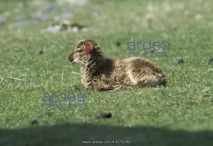 : Soay lamb lied down in grass Hirta Island Scotland : Soay lamb lied down in grass Hirta Island Scotland