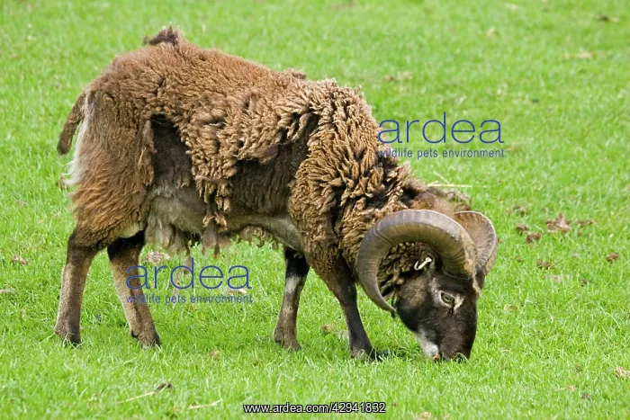 : Soay ram sheep - shedding its fleece and grazing : Soay ram sheep - shedding its fleece and grazing