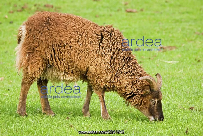 : Soay ram sheep - shedding its fleece and grazing : Soay ram sheep - shedding its fleece and grazing