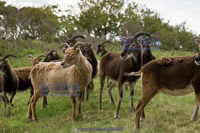  : Soay Sheep