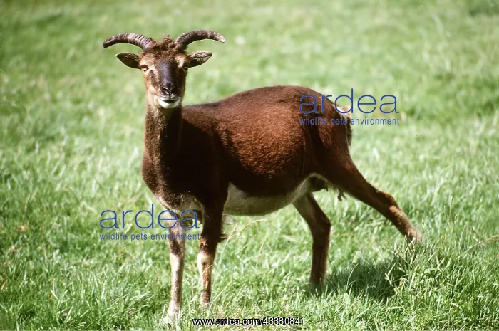 : SOAY SHEEP : SOAY SHEEP