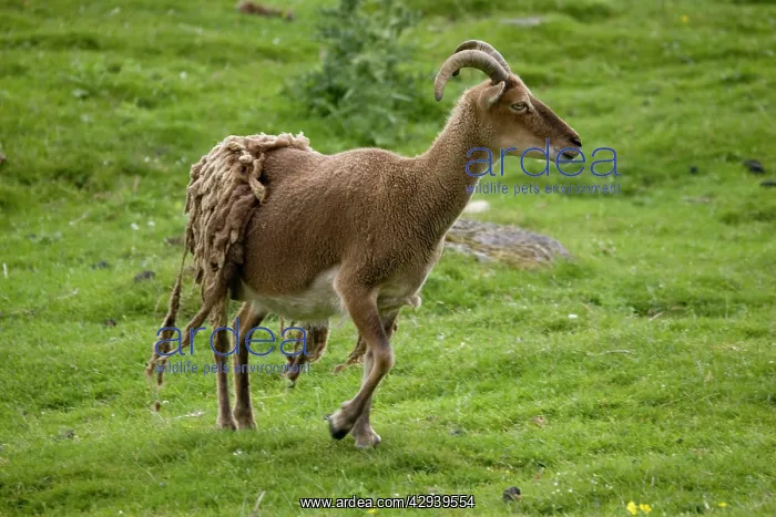 : Soay sheep - shedding fleece : Soay sheep - shedding fleece