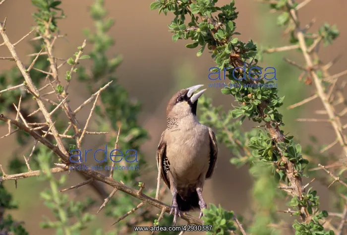 : Sociable / Social WEAVER - ON BRANCH : Sociable / Social WEAVER - ON BRANCH