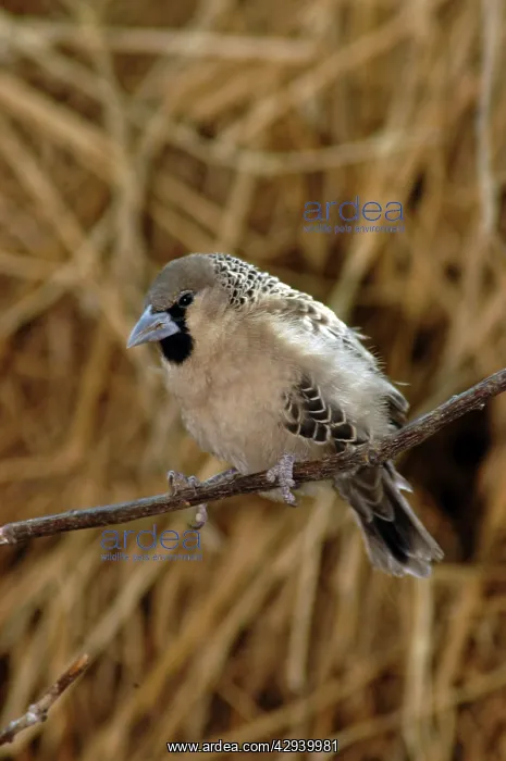 : Sociable / Social Weaver - On branch : Sociable / Social Weaver - On branch