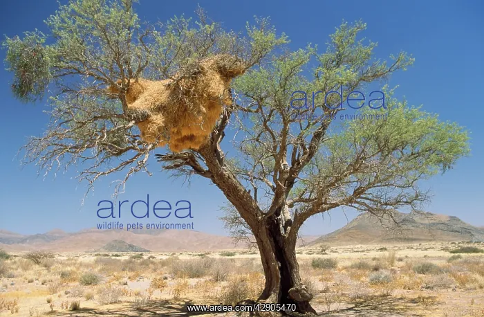 : Sociable / Social Weaver - communal nest : Sociable / Social Weaver - communal nest