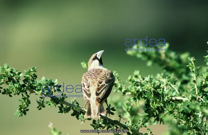 : Sociable / Social Weaver - looking up to the nest : Sociable / Social Weaver - looking up to the nest