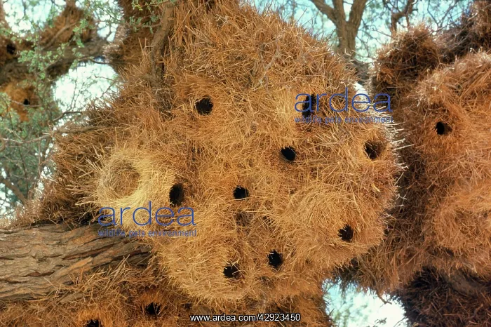 : Sociable / Social Weaver - nest : Sociable / Social Weaver - nest