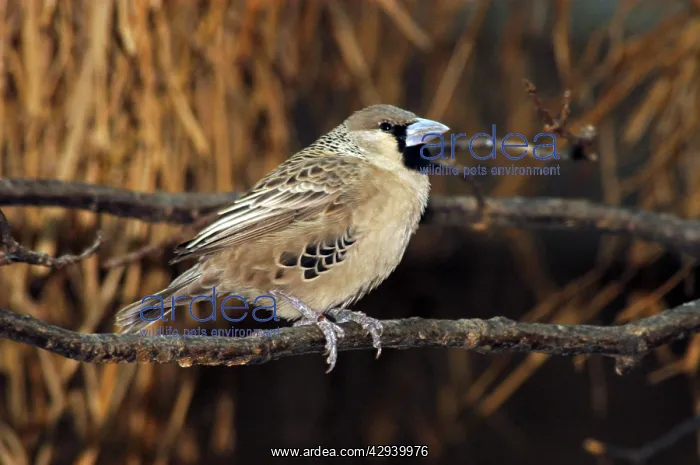 : Sociable / Social Weaver - perched on branch : Sociable / Social Weaver - perched on branch