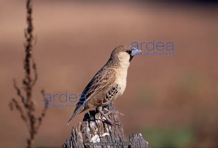 : Sociable / Social WEAVER - ON POST : Sociable / Social WEAVER - ON POST
