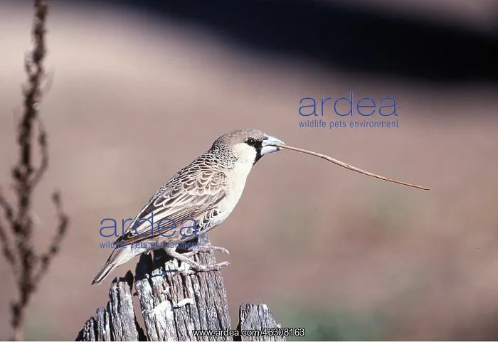 : Sociable / Social WEAVER - with straw for nest in beak : Sociable / Social WEAVER - with straw for nest in beak