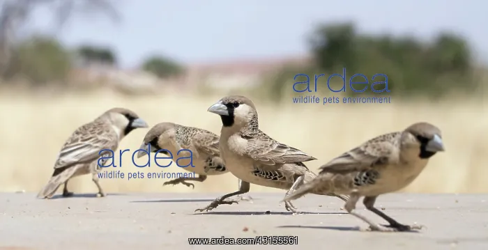 : Sociable Weaver : Sociable Weaver