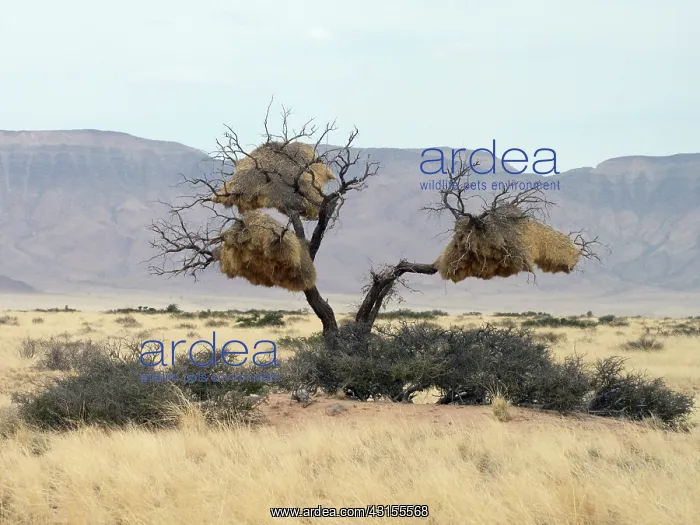  : Sociable Weaver