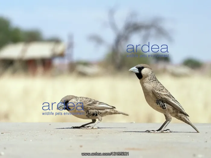 : Sociable Weaver : Sociable Weaver