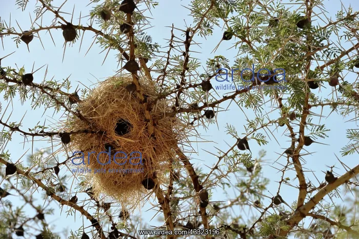 : Sociable Weaver : Sociable Weaver
