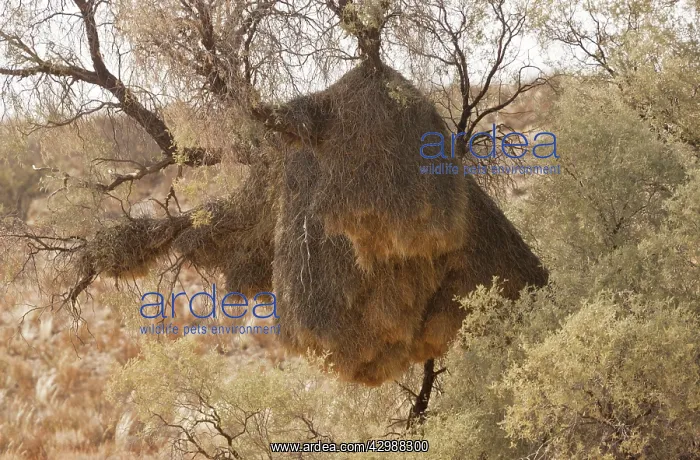 : Sociable Weaver. large old nest in thorn tree : Sociable Weaver. large old nest in thorn tree