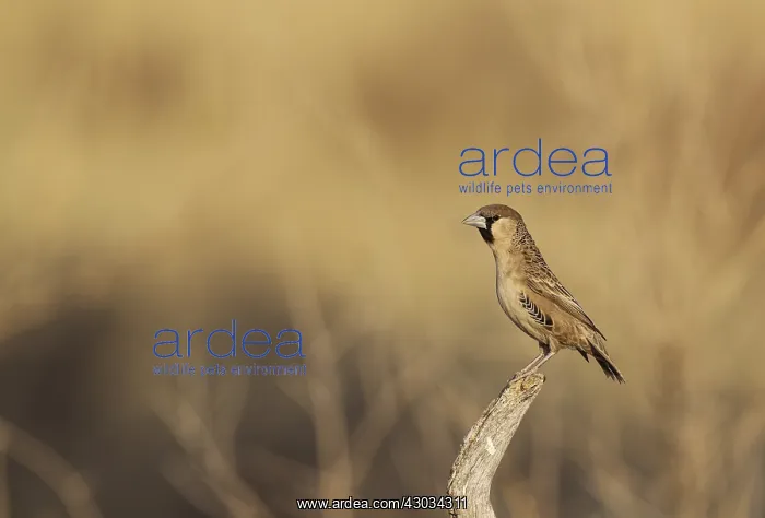 : Sociable Weaver - male - perching in the vicinity : Sociable Weaver - male - perching in the vicinity