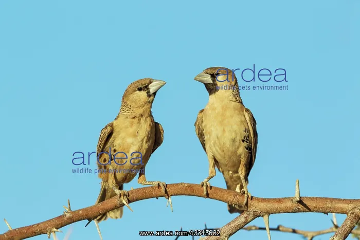 : Sociable Weaver. Perching in the vicinity of their : Sociable Weaver. Perching in the vicinity of their