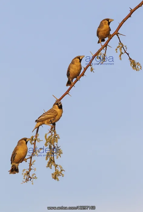 : Sociable Weaver (Philetairus socius) - Males in : Sociable Weaver (Philetairus socius) - Males in