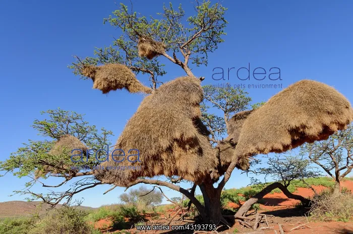: Sociable weaver (Philetairus socius) nests in a : Sociable weaver (Philetairus socius) nests in a