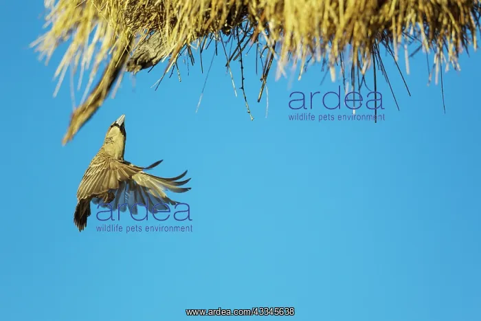 : Sociable Weaver. Returning to the communal nest : Sociable Weaver. Returning to the communal nest