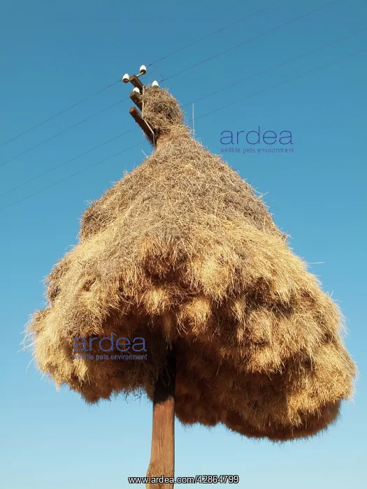 : Sociable Weavers Nest - huge communal nest at a : Sociable Weavers Nest - huge communal nest at a
