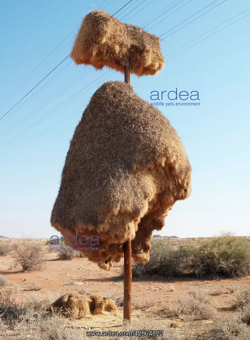 : Sociable Weavers Nest - huge communal nest at a : Sociable Weavers Nest - huge communal nest at a
