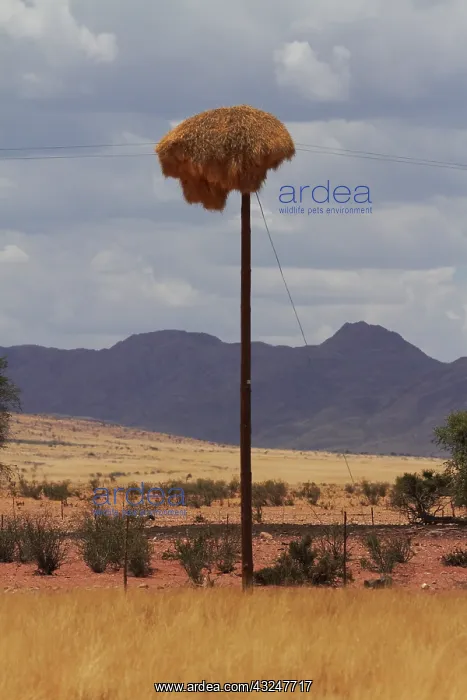 : Sociable weavers nest on power pole, Namib : Sociable weavers nest on power pole, Namib