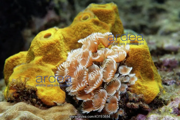 : Social Feather Duster (Bispira brunnea) in front : Social Feather Duster (Bispira brunnea) in front