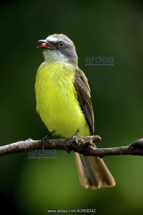 : Social flycatcher - bringing food to nest : Social flycatcher - bringing food to nest
