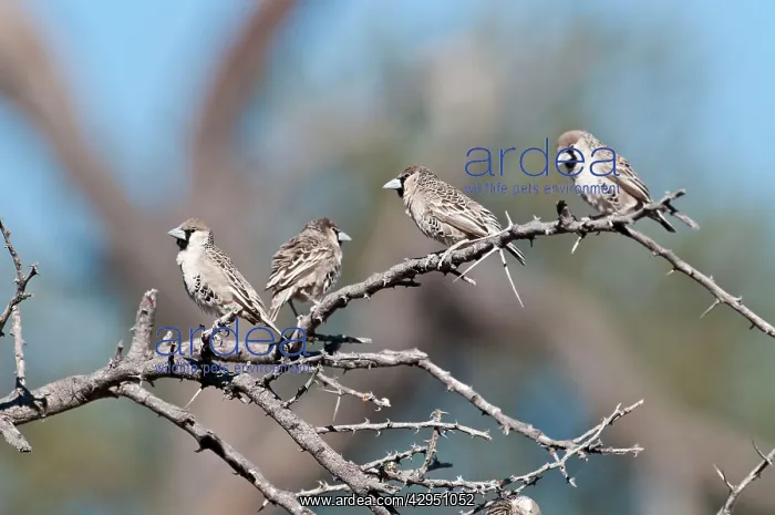: Social / Sociable Weavers - four sitting on dead branch : Social / Sociable Weavers - four sitting on dead branch