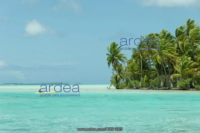 : Society Islands, French Polynesia. Motu : Society Islands, French Polynesia. Motu