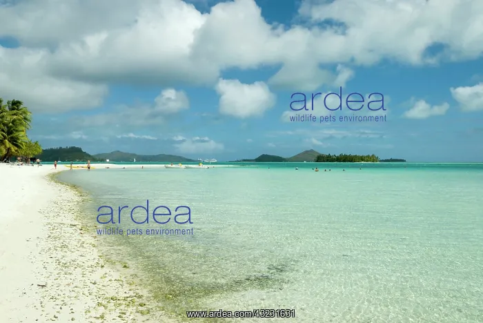 : Society Islands, French Polynesia. Motu : Society Islands, French Polynesia. Motu