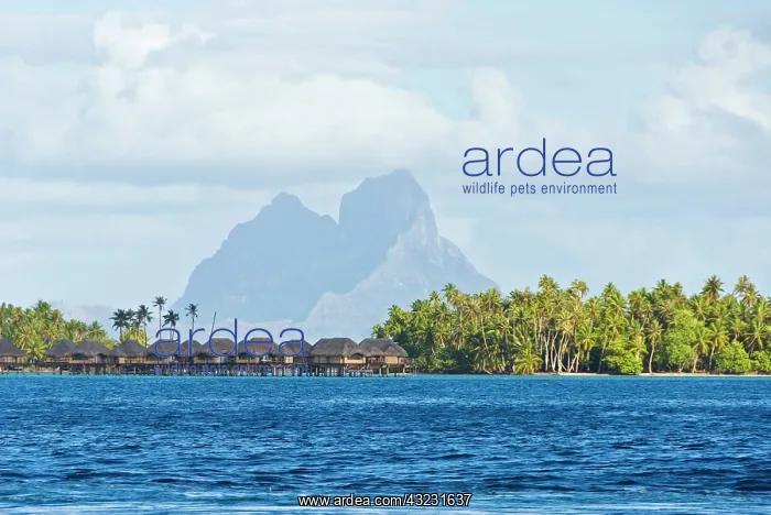 : Society Islands, French Polynesia. View : Society Islands, French Polynesia. View