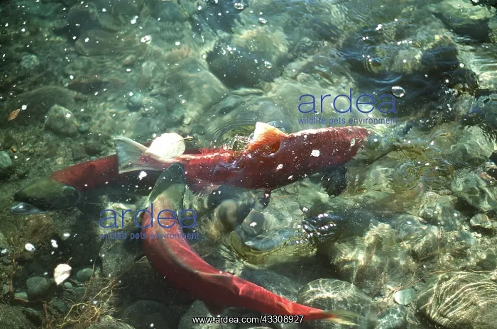 : SOCKEYE SALMON : SOCKEYE SALMON