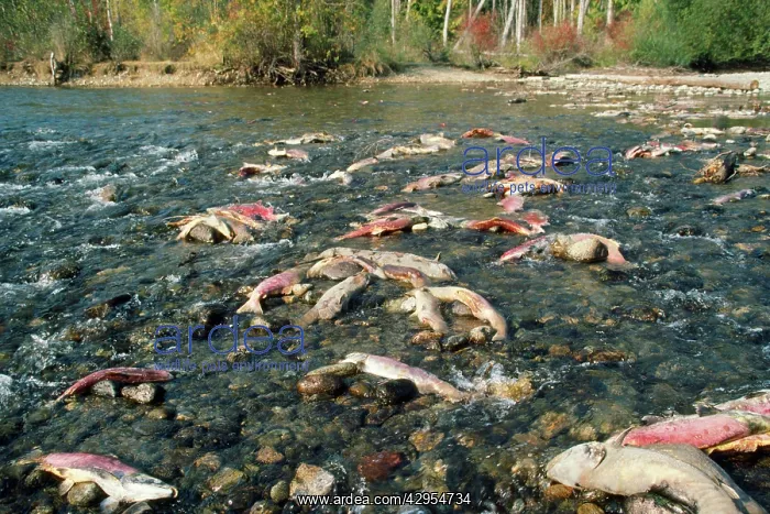 : Sockeye Salmon - dead salmon after spawning : Sockeye Salmon - dead salmon after spawning