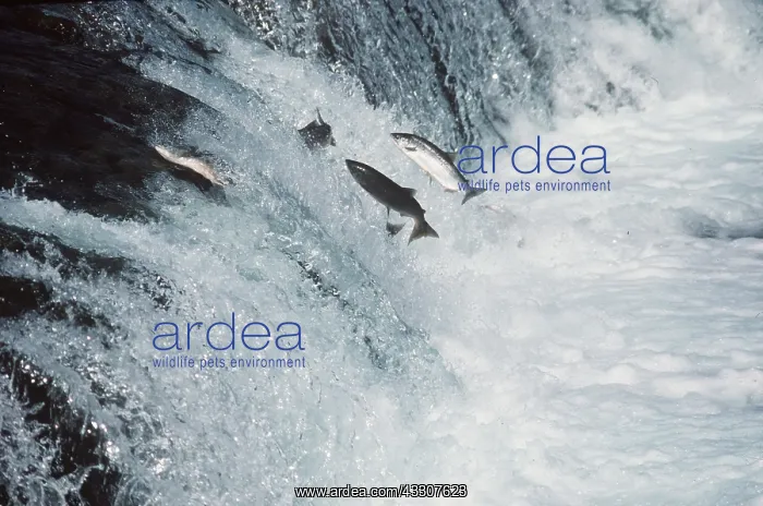 : SOCKEYE SALMON - LEAPING : SOCKEYE SALMON - LEAPING