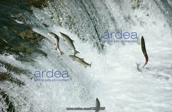 : SOCKEYE SALMON - leaping upstream : SOCKEYE SALMON - leaping upstream
