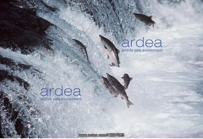 : SOCKEYE SALMON - leaping upstream : SOCKEYE SALMON - leaping upstream
