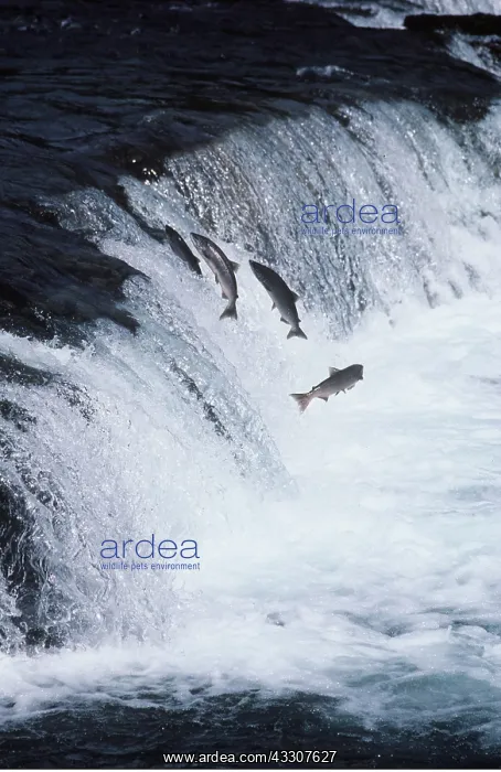 : SOCKEYE SALMON - leaping upstream : SOCKEYE SALMON - leaping upstream