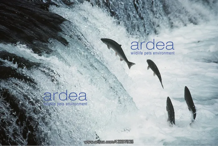 : SOCKEYE SALMON - leaping upstream : SOCKEYE SALMON - leaping upstream