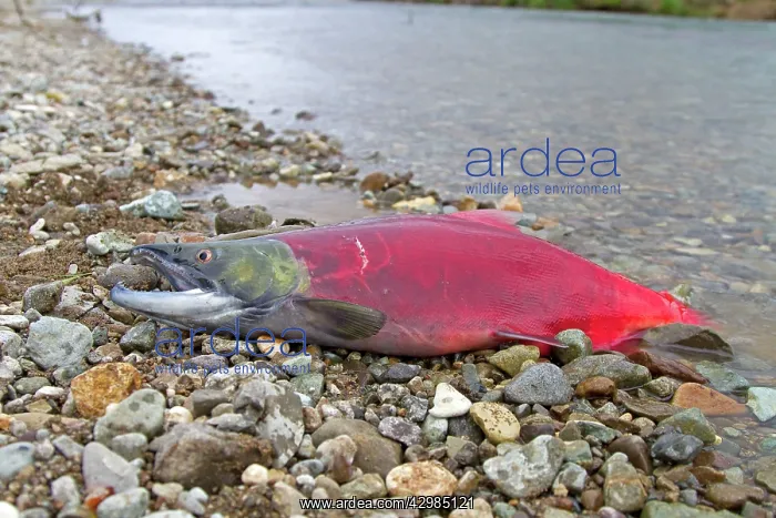 : Sockeye Salmon - male dying on the shore : Sockeye Salmon - male dying on the shore