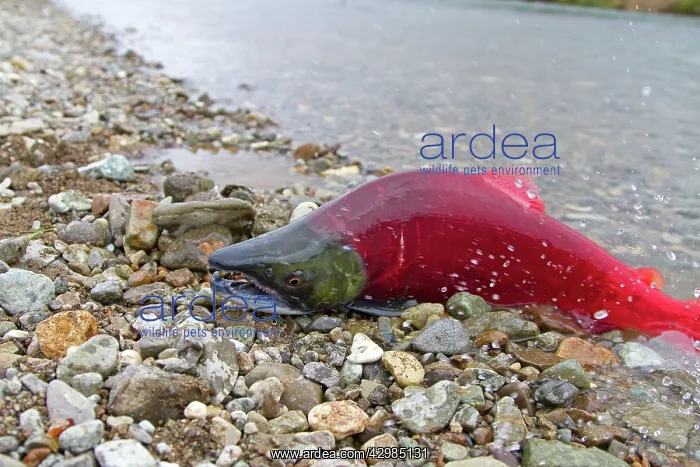 : Sockeye Salmon - male dying on the shore : Sockeye Salmon - male dying on the shore