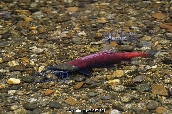 : Sockeye Salmon - male, spawning stream : Sockeye Salmon - male, spawning stream
