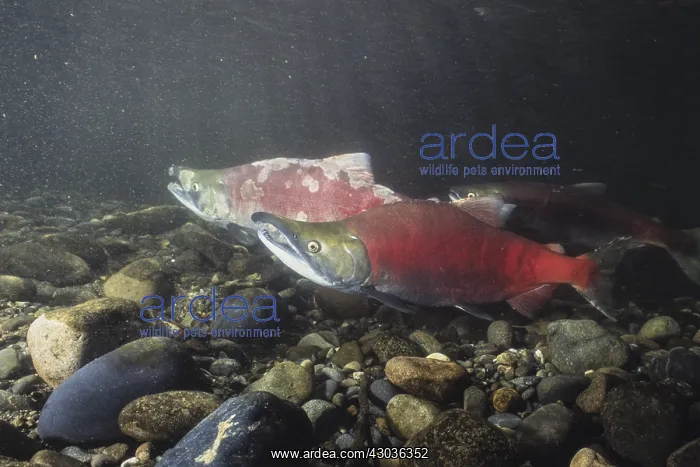 : Sockeye salmon, Oncorhynchus nerka, also red salmon : Sockeye salmon, Oncorhynchus nerka, also red salmon