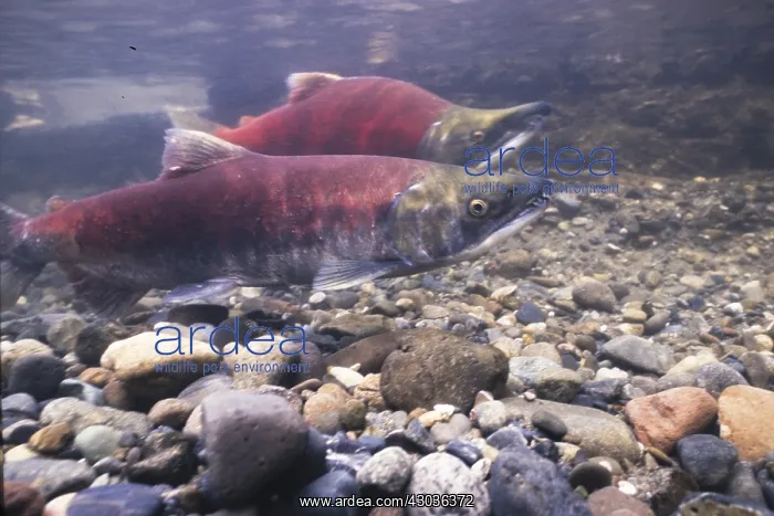 : Sockeye salmon, Oncorhynchus nerka, also red salmon : Sockeye salmon, Oncorhynchus nerka, also red salmon