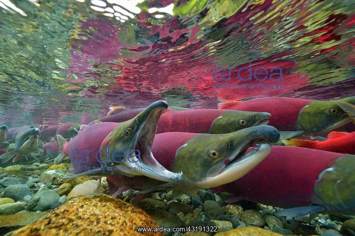 : Sockeye Salmon, Redeye Salmon or Blueback Salmon : Sockeye Salmon, Redeye Salmon or Blueback Salmon