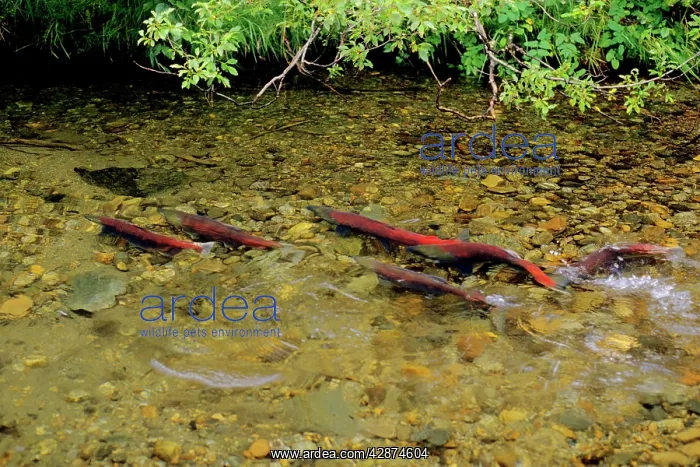 : Sockeye Salmon - spawning stream : Sockeye Salmon - spawning stream