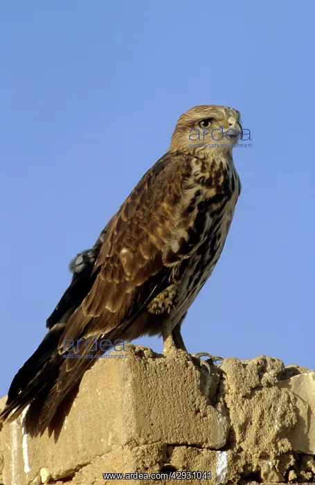 : SOCOTRA BUZZARD - JUVENILE : SOCOTRA BUZZARD - JUVENILE
